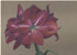 Amaryllis